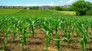Agribusiness Blog